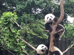 景点-成都大熊猫繁育研究基地