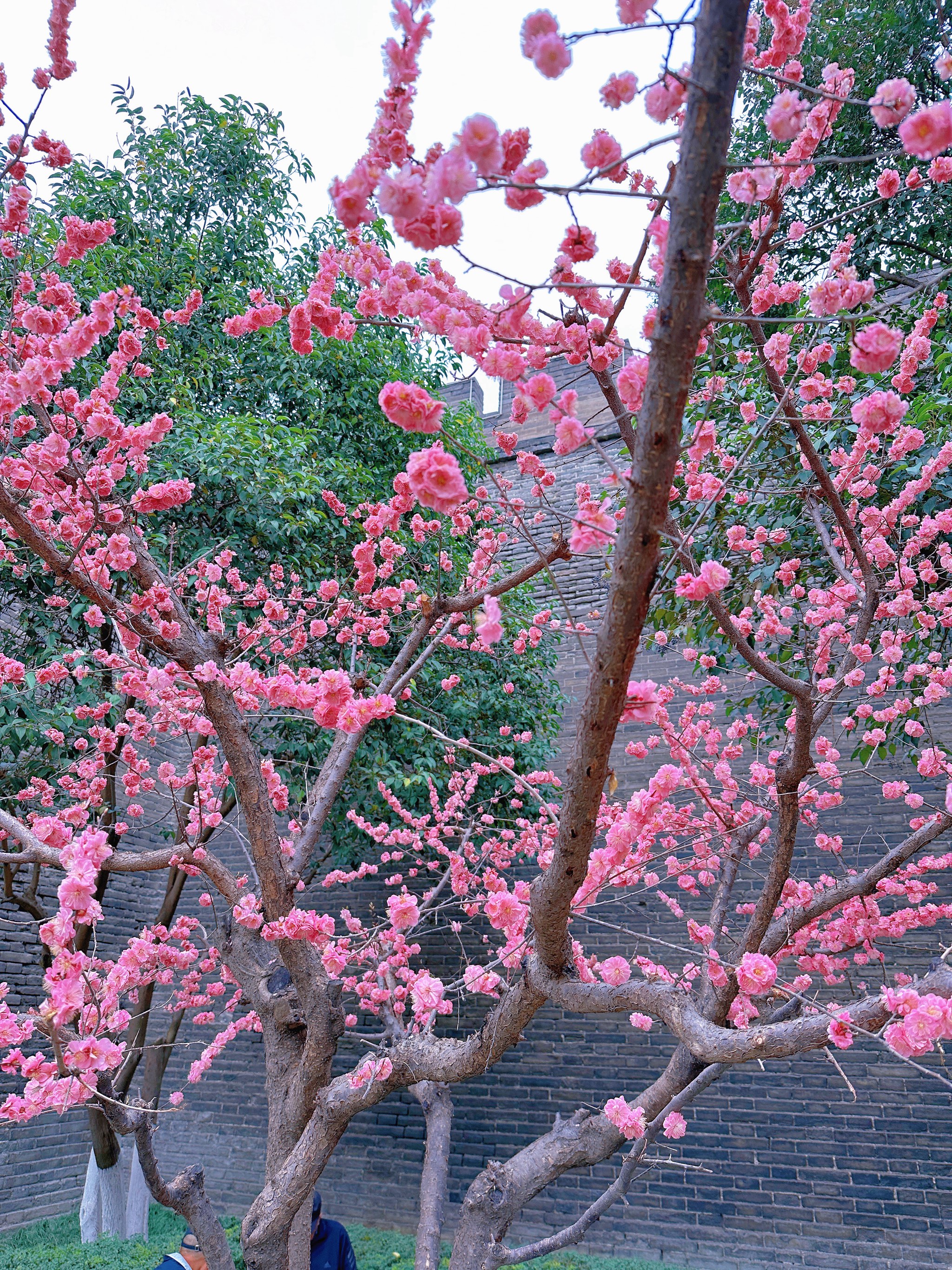 公园里的花都开了图片