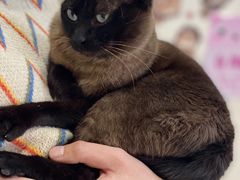 -藏猫猫咖啡主题馆(中央大道店)