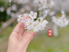 -武汉大学-樱园