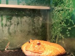 -上海大自然野生昆虫馆(东方明珠·爬宠昆虫探索中心)