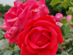 -世纪公园-世纪春沁园