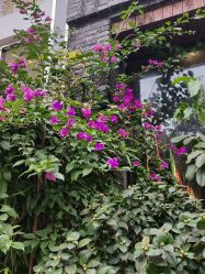 -大华韩艺整形美容医院