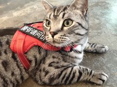 -喵屿·大理花园猫咖