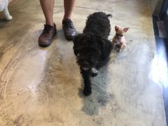 -八公叔叔宠物美容连锁(春申店)