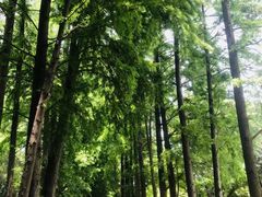-上海滨江森林公园