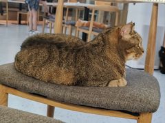 -喵园·猫主题咖啡厅·撸猫·猫咖(国贸店)