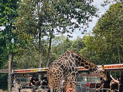 -清迈夜间动物园