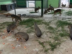 -石家庄市动物园