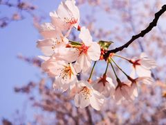 -高东镇樱花园