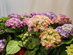 -朝来春花卉市场