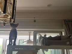 -momokira米努特·德文卷毛猫·棉花面纱犬