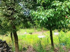 -呼吸森林·生态农庄农家乐私房菜