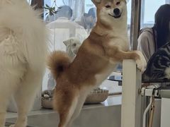 -共舞时光猫咖·狗咖(新街口店)