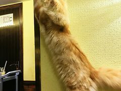 -more than meow吴止猫主题餐厅(承德 中船汇店)