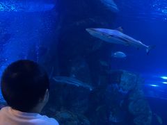 -太平洋海底世界