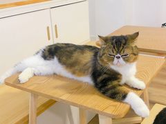 -李小姐の猫咖啡馆(五角场店)
