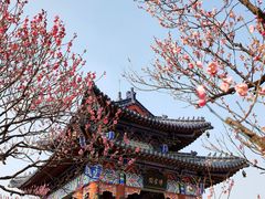 -梅花山(明孝陵内)