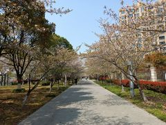 -高东镇樱花园