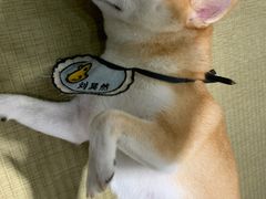 -逗柴咖啡屋·狗咖猫咖宠物桌游