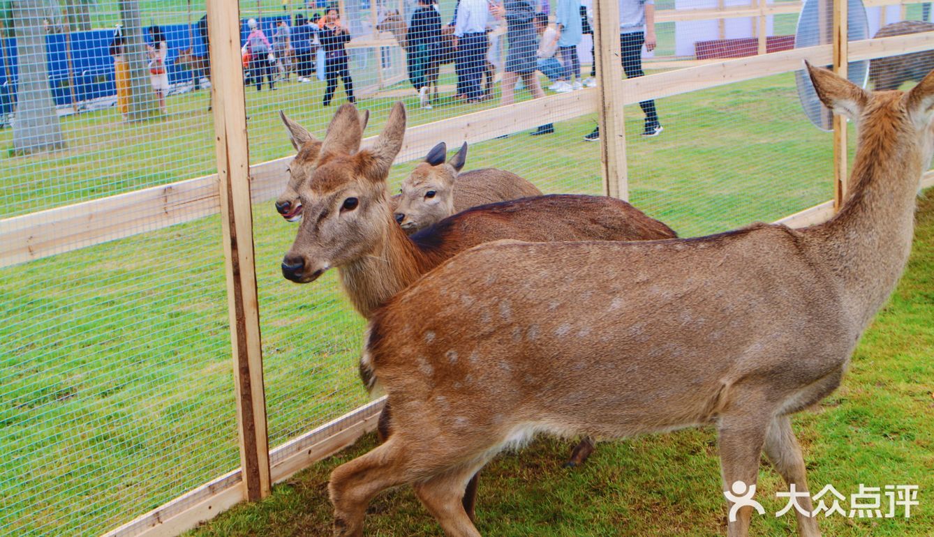南宁鹿岛公园我来了，凑热闹真的想哭
