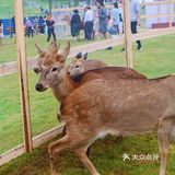 南宁鹿岛公园我来了，凑热闹真的想哭