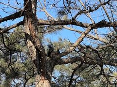 -北京西山国家森林公园