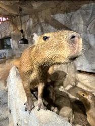 -Zoolung Zoolung动物主题公园(海信广场店)