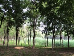 -东郊湿地公园