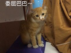 -宠物星动物医院·眼科·异宠·猫科(江南大道总院)