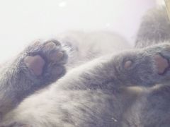 -喵的天空名猫咖啡馆·撸猫·猫舍·用品