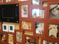-猫十亿·布偶金渐层·曼基康矮脚猫舍(青年路店)