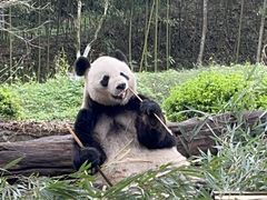 -都江堰中华大熊猫苑