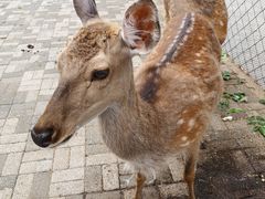 -长白岛森林公园