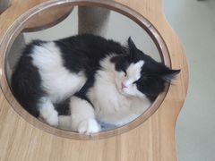 -共舞时光猫咖·狗咖(新街口店)