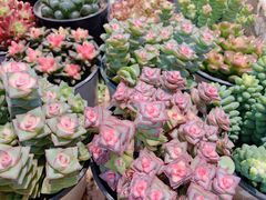 -循礼门鲜花花市(武汉循礼门店)