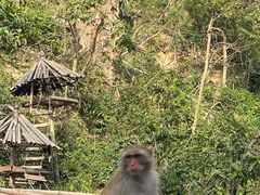 -西双版纳原始森林公园