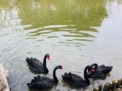-南汇桃花村