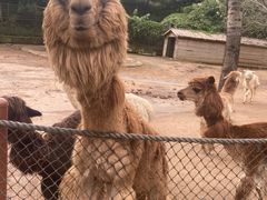 -大连森林动物园