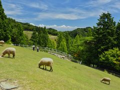 -神户市立六甲山牧场