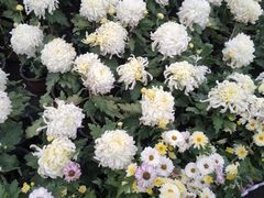 -黑龙江省森林植物园