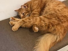 -Tempo Coffee(市二宮店)