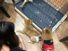 -猫色咖啡·猫咖