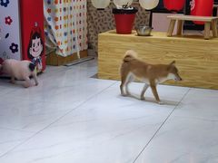-柴源莊·柴小宠柴犬咖啡