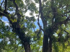 -中国科学院西双版纳热带植物园