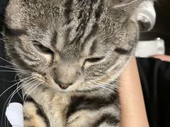 -猫尾侦探俱乐部·剧本杀·狼人杀