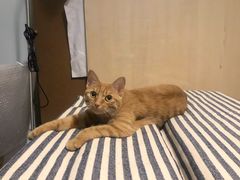 -伟伟宠物医院·CT影像中心·瑞派犬猫综合性门诊(汉口总院)