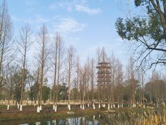 -洋湖国家湿地公园