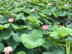 -荷塘月色湿地公园·向阳花洲