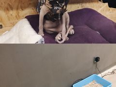 -猫爷宠物生活馆·撸猫馆